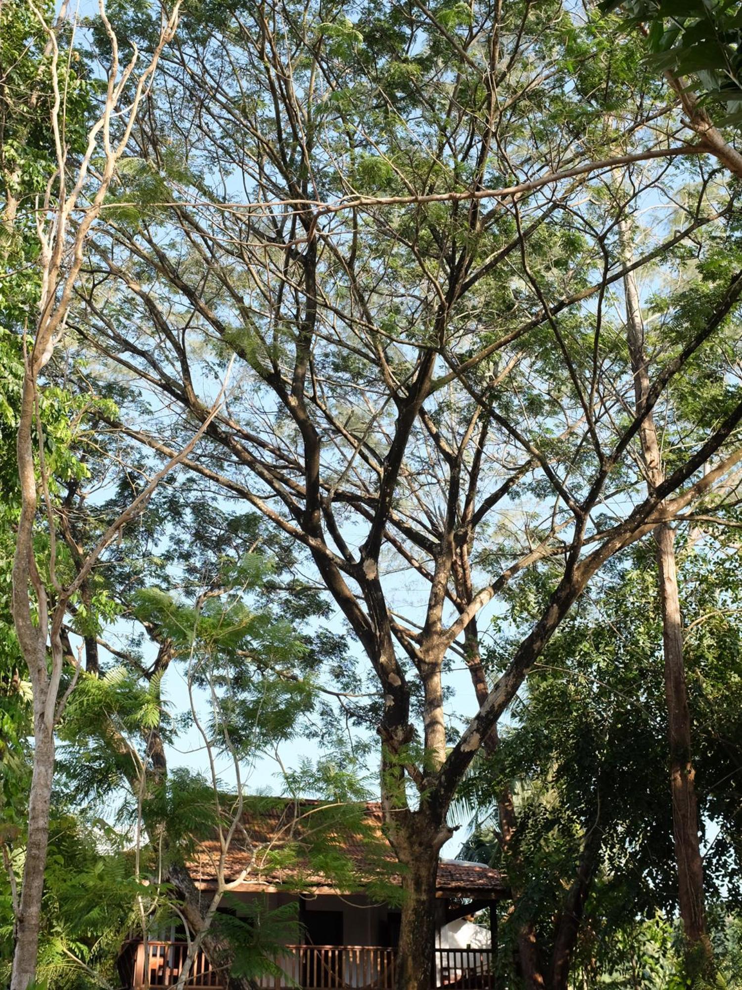 Rumah Jah Langkawi Pantai Cenang (Langkawi) Exterior foto